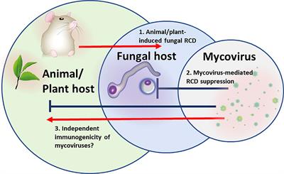 Inseparable companions: Fungal viruses as regulators of fungal fitness and host adaptation